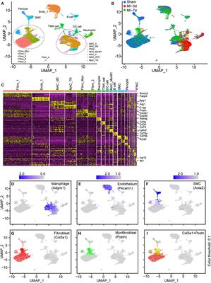 Comprehensive Integration of Single-Cell Transcriptional Profiling Reveals the Heterogeneities of Non-cardiomyocytes in Healthy and Ischemic Hearts